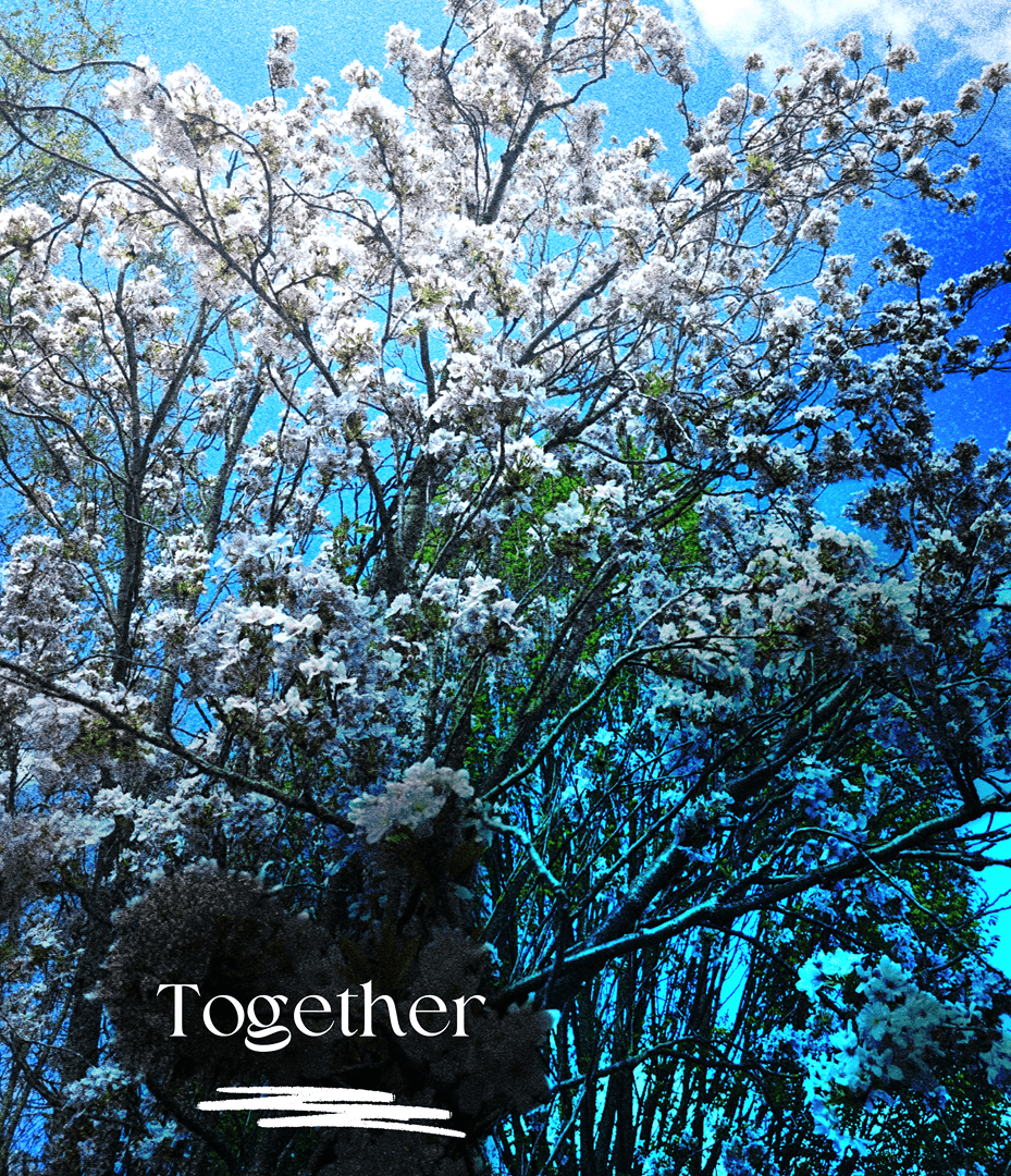 Blooming tree canopy against a blue sky